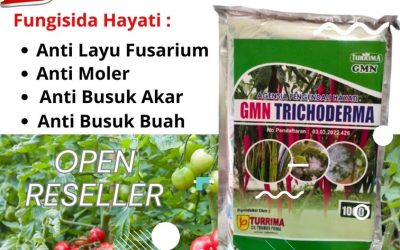 TERBUKTI! 0812-2882-4834 Pusat Trichoderma Untuk Fusarium Aceh Barat, Distributor Trichoderma Harzianum Meulaboh, Produsen Trichoderma Untuk Cabe Aceh Barat Daya