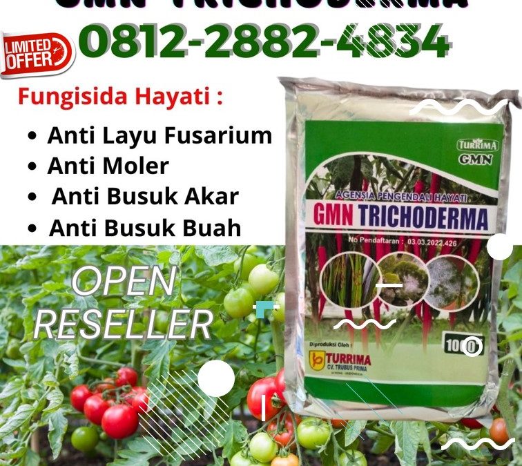 TERBUKTI! 0812-2882-4834 Pusat Trichoderma Untuk Fusarium Aceh Barat, Distributor Trichoderma Harzianum Meulaboh, Produsen Trichoderma Untuk Cabe Aceh Barat Daya