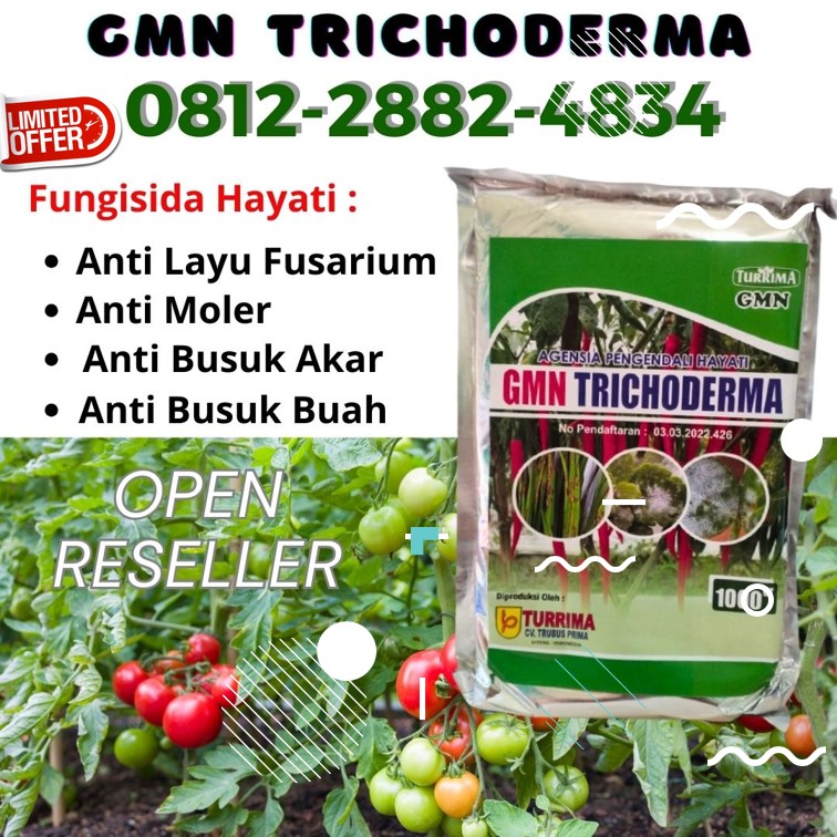 Pusat Trichoderma Untuk Fusarium Aceh Barat, Distributor Trichoderma Harzianum Meulaboh, Produsen Trichoderma Untuk Cabe Aceh Barat Daya, Pabrik Trichoderma Untuk Tanaman Blangpidie, Agen Trichoderma Untuk Bawang Merah Aceh Besar, Harga Trichoderma Kota Jantho, Grosir Trichoderma Untuk Kelapa Sawit Aceh Jaya, Jual Trichoderma Untuk Padi Aceh Selatan, Supplier Trichoderma Untuk Penyakit Kota Banda Aceh, Suplier Trichoderma Untuk Pertanian Kota Langsa