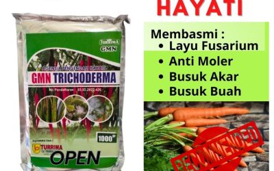 AMPUH! 0812-2882-4834 Pusat Trichoderma Untuk Fusarium Pesisir Selatan, Distributor Trichoderma Harzianum Painan, Produsen Trichoderma Untuk Cabe Solok