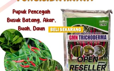 AMPUH! 0812-2882-4834 Pusat Trichoderma Untuk Fusarium Pesisir Selatan, Distributor Trichoderma Harzianum Painan, Produsen Trichoderma Untuk Cabe Solok