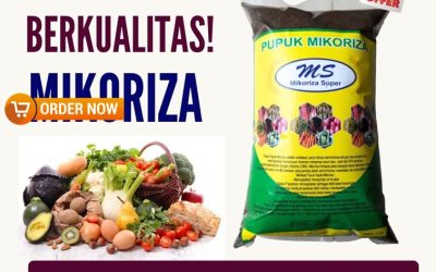 DISKON! 0812-2882-4834 Suplier Mikoriza Untuk Durian Bengkulu Selatan, Pusat Mikoriza Untuk Tanaman Padi Kota Manna, Distributor Pupuk Mikoriza Untuk Sawit Rejang Lebong