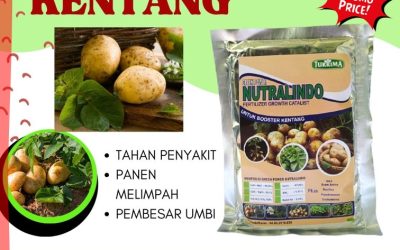 DISKON! 0812-2882-4834 Suplier Pupuk Kentang Musim Hujan Surabaya, Pusat Pupuk Organik Untuk Kentang Bangkalan, Distributor Pupuk Dasar Untuk Tanaman Kentang Banyuwangi