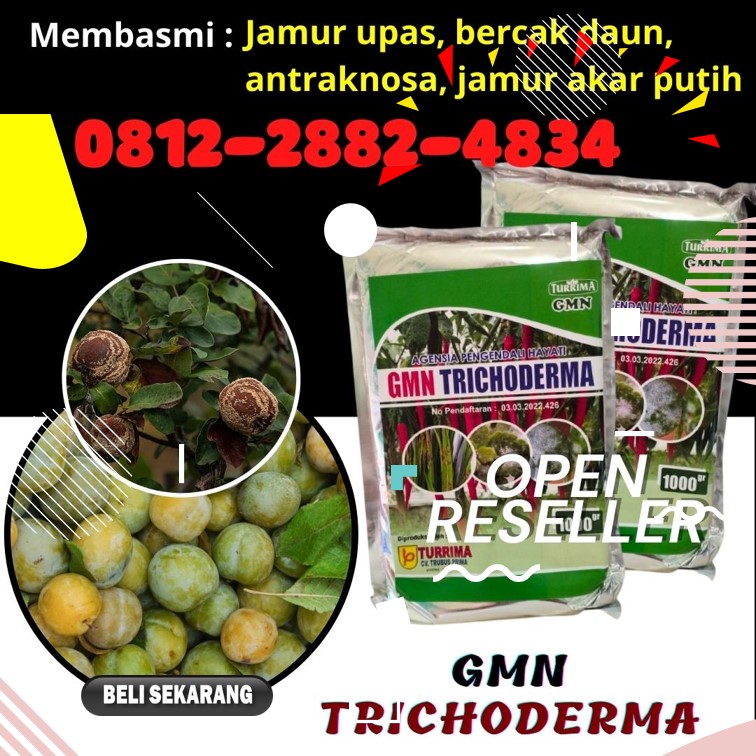 Suplier Trichoderma 1kg Banda Aceh, Pusat Trichoderma Untuk Fusarium Aceh Barat, Distributor Trichoderma Harzianum Meulaboh, Produsen Trichoderma Untuk Cabe Aceh Barat Daya, Pabrik Trichoderma Untuk Tanaman Blangpidie, Agen Trichoderma Untuk Bawang Merah Aceh Besar, Harga Trichoderma Kota Jantho, Grosir Trichoderma Untuk Kelapa Sawit Aceh Jaya, Jual Trichoderma Untuk Padi Aceh Selatan, Supplier Trichoderma Untuk Penyakit Kota Banda Aceh