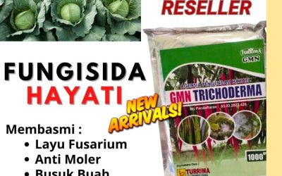 DISKON! 0812-2882-4834 Suplier Trichoderma 1kg Padang, Pusat Trichoderma Untuk Fusarium Pesisir Selatan, Distributor Trichoderma Harzianum Painan
