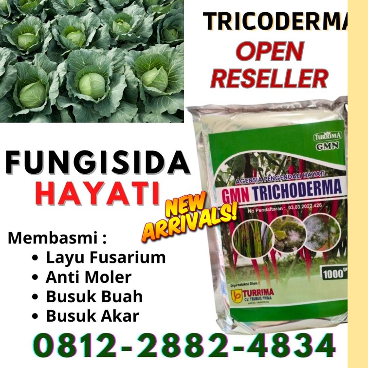 Suplier Trichoderma 1kg Padang, Pusat Trichoderma Untuk Fusarium Pesisir Selatan, Distributor Trichoderma Harzianum Painan, Produsen Trichoderma Untuk Cabe Solok, Pabrik Trichoderma Untuk Tanaman Arosuka, Agen Trichoderma Untuk Bawang Merah Sijunjung, Harga Trichoderma Muaro Sijunjung, Grosir Trichoderma Untuk Kelapa Sawit Kota Padang, Jual Trichoderma Untuk Padi Kota Solok, Supplier Trichoderma Untuk Penyakit Kota Sawahlunto