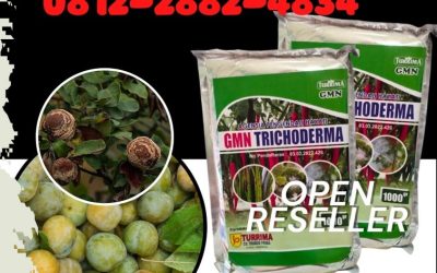 AMPUH! 0812-2882-4834 Supplier Agen Hayati Trichoderma Aceh, Suplier Trichoderma 1kg Banda Aceh, Pusat Trichoderma Untuk Fusarium Aceh Barat