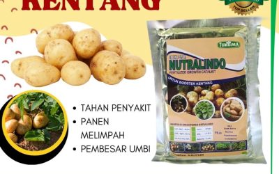 PROMO! 0812-2882-4834 Supplier Pupuk Kentang Jawa Timur, Suplier Pupuk Kentang Musim Hujan Surabaya, Pusat Pupuk Organik Untuk Kentang Bangkalan