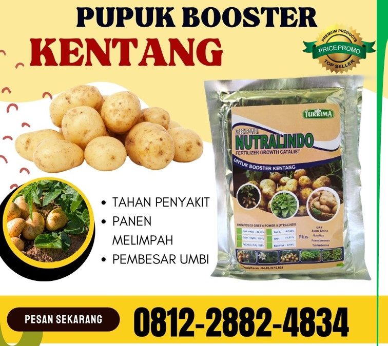 PROMO! 0812-2882-4834 Supplier Pupuk Kentang Jawa Timur, Suplier Pupuk Kentang Musim Hujan Surabaya, Pusat Pupuk Organik Untuk Kentang Bangkalan