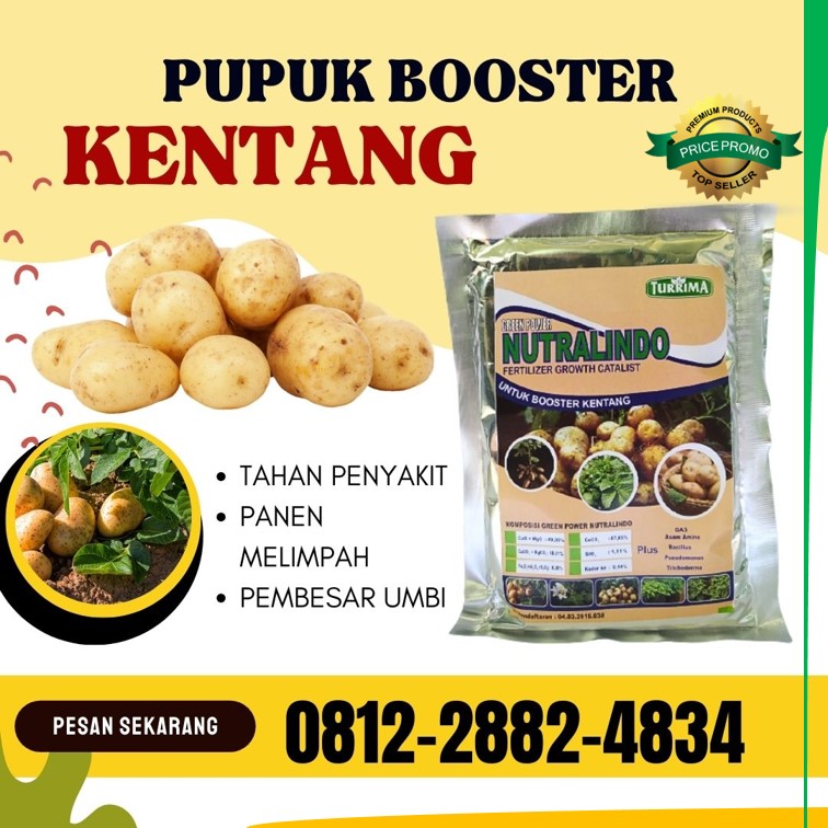 Supplier Pupuk Kentang Jawa Timur, Suplier Pupuk Kentang Musim Hujan Surabaya, Pusat Pupuk Organik Untuk Kentang Bangkalan, Distributor Pupuk Dasar Untuk Tanaman Kentang Banyuwangi, Produsen Pupuk Pembesar Umbi Kentang Banyuwangi, Pabrik Pupuk Alami Kentang Kanigoro, Agen Pupuk Kentang Yang Bagus Bojonegoro, Harga Pupuk Pembesar Buah Kentang Bondowoso, Grosir Pupuk Buat Bibit Kentang Gresik, Jual Pupuk Untuk Memperbanyak Buah Kentang Jombang