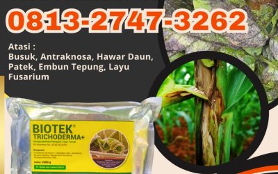 TERBARU! 0813-2747-3262 Pabrik Fungisida Terbaik Menggala, Agen Fungisida Alami Tanggamus, Harga Fungisida Organik Lampung Timur