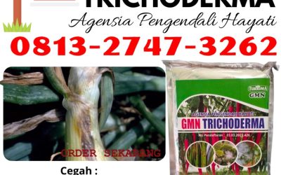 TERBARU! 0813-2747-3262 Pabrik Trichoderma Untuk Penyakit Gunungkidul, Agen Trichoderma Untuk Pertanian Wonosari, Harga Trichoderma Untuk Tanah Kulon Progo
