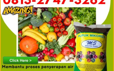 SUBUR! 0813-2747-3262 Suplier Pupuk Mikoriza Untuk Sawit Tapak Tuan, Pusat Pupuk Mikoriza Terbaik Aceh Singkil, Distributor Pupuk Mikoriza Tanaman Singkil
