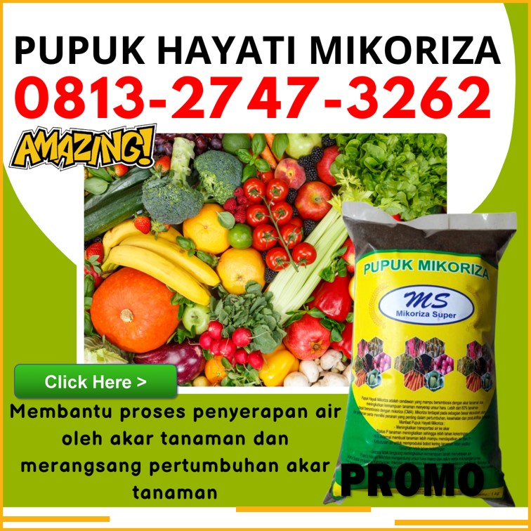 Suplier Pupuk Mikoriza Untuk Sawit Tapak Tuan, Pusat Pupuk Mikoriza Terbaik Aceh Singkil, Distributor Pupuk Mikoriza Tanaman Singkil, Produsen Mikoriza Untuk Cabe Aceh Tamiang