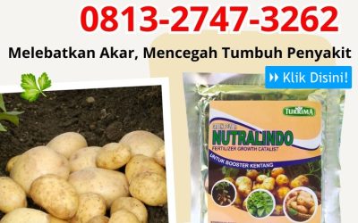 AMPUH! 0813-2747-3262 Supplier Pupuk Buah Tanaman Kentang Magelang, Suplier Pupuk Dasar Kentang Mungkid, Pusat Pupuk Daun Kentang Wonosobo