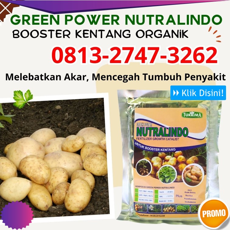 Supplier Pupuk Buah Tanaman Kentang Magelang, Suplier Pupuk Dasar Kentang Mungkid, Pusat Pupuk Daun Kentang Wonosobo, Distributor Pupuk Dasar Tanaman Kentang Pemalang