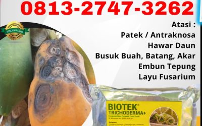 PROMO! 0813-2747-3262 Agen Fungisida Alami Tanggamus, Harga Fungisida Organik Lampung Timur, Grosir Fungisida Cabai Kota Bandar Lampung