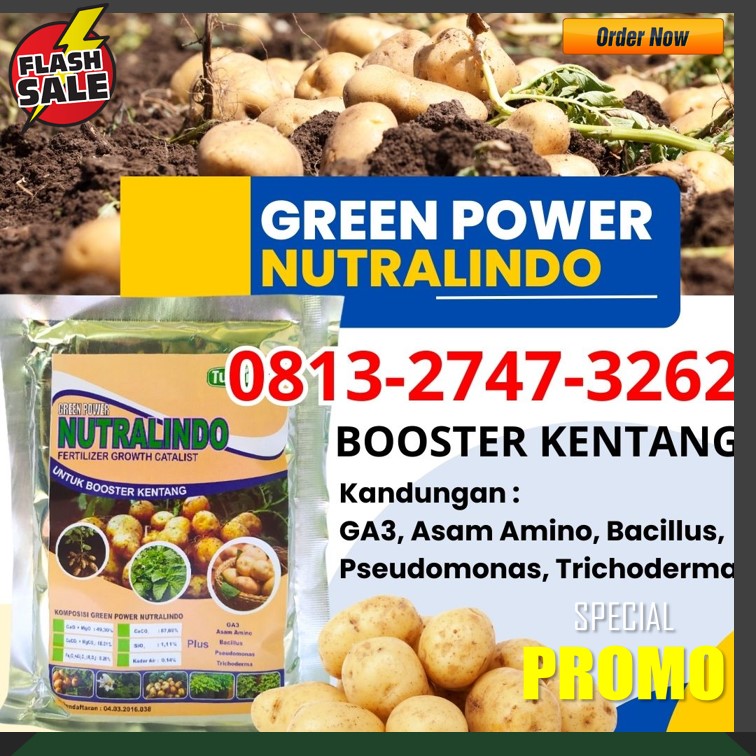 Suplier Pupuk Dasar Kentang Mungkid, Pusat Pupuk Daun Kentang Wonosobo, Distributor Pupuk Dasar Tanaman Kentang Pemalang, Produsen Pupuk Untuk Memperbesar Umbi Kentang Kota Pekalongan