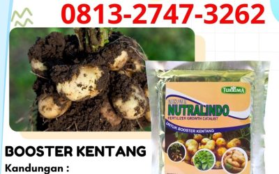 TERBUKTI! 0813-2747-3262 Pusat Pupuk Daun Kentang Wonosobo, Distributor Pupuk Dasar Tanaman Kentang Pemalang, Produsen Pupuk Untuk Memperbesar Umbi Kentang Kota Pekalongan