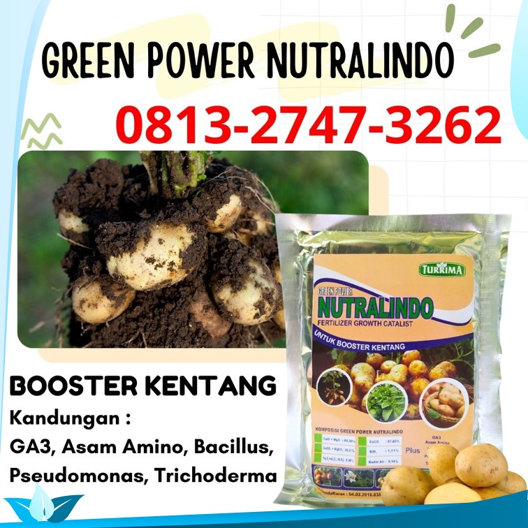 Pusat Pupuk Daun Kentang Wonosobo, Distributor Pupuk Dasar Tanaman Kentang Pemalang, Produsen Pupuk Untuk Memperbesar Umbi Kentang Kota Pekalongan, Pabrik Pupuk Organik Kentang Purworejo