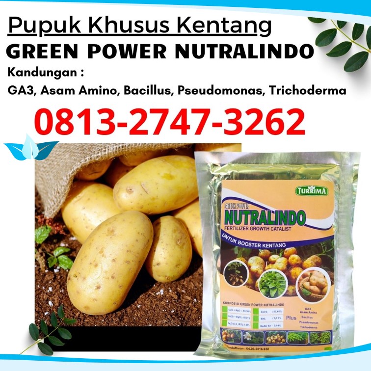 Distributor Pupuk Dasar Tanaman Kentang Pemalang, Produsen Pupuk Untuk Memperbesar Umbi Kentang Kota Pekalongan, Pabrik Pupuk Organik Kentang Purworejo