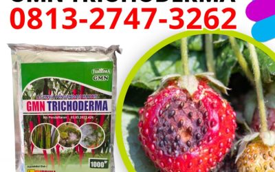 SUBUR! 0813-2747-3262 Jual Trichoderma Untuk Antraknosa Sleman, Pabrik Agen Hayati Trichoderma Yogyakarta, Agen Trichoderma 1kg Bantul