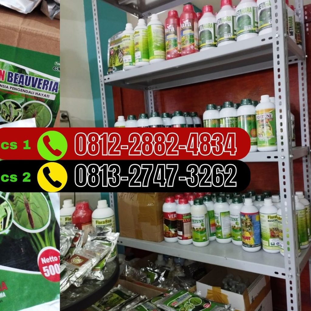 Suplier Pupuk Mikoriza Untuk Sawit Tapak Tuan