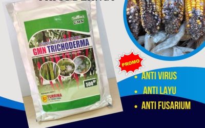 ORI! 0812-2882-4834 Produsen GMN Trichoderma Kebumen, Pabrik Tricoderma Kendal, Agen Tricoderma Harzianum Klaten