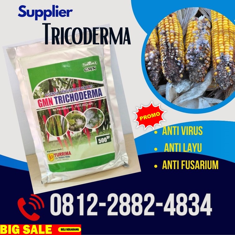 Produsen GMN Trichoderma Kebumen, Pabrik Tricoderma Kendal, Agen Tricoderma Harzianum Klaten, Harga Trichoderma Harzianum Kudus, Grosir Pupuk Trichoderma Magelang, Jual GMN Trichoderma Mungkid, Supplier Tricoderma Pati, Suplier Tricoderma Harzianum Pemalang, Pusat Trichoderma Harzianum Purbalingga, Distributor Pupuk Trichoderma Purworejo