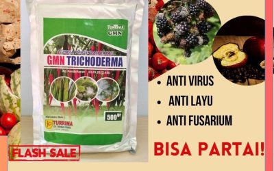 AMPUH! 0812-2882-4834 Pusat Trichoderma Harzianum Banyumas, Distributor Pupuk Trichoderma Purwokerto, Produsen GMN Trichoderma Batang