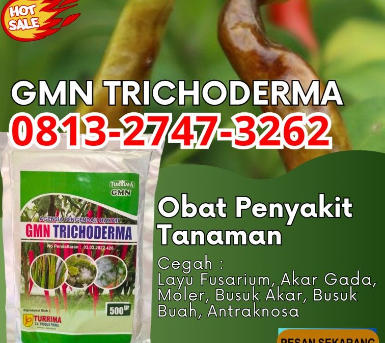 Pusat Trichoderma Harzianum Brebes, Distributor Pupuk Trichoderma Cilacap, Produsen GMN Trichoderma Demak