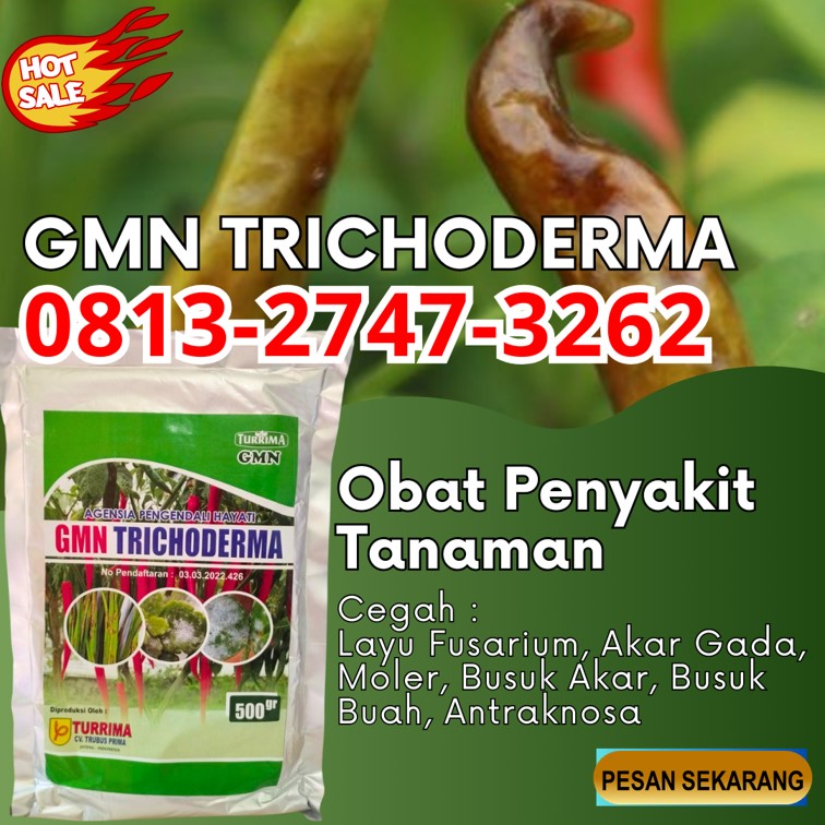  Pusat Trichoderma Harzianum Brebes, Distributor Pupuk Trichoderma Cilacap, Produsen GMN Trichoderma Demak
