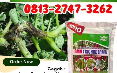 DISKON! 0813-2747-3262 Jual GMN Trichoderma Batang, Supplier Tricoderma Blora, Suplier Tricoderma Harzianum Boyolali