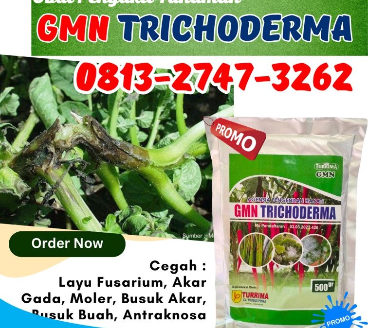 DISKON! 0813-2747-3262 Jual GMN Trichoderma Batang, Supplier Tricoderma Blora, Suplier Tricoderma Harzianum Boyolali