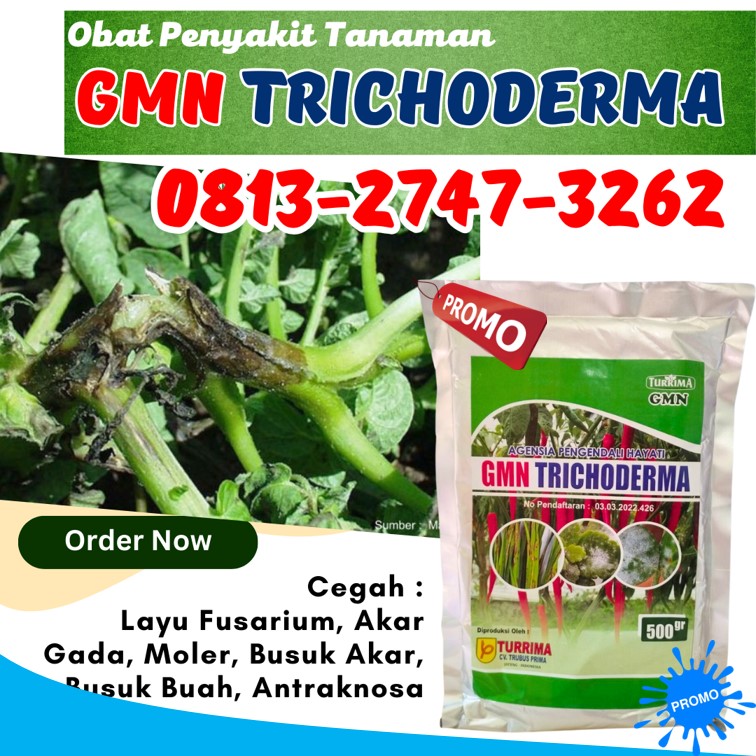 Jual GMN Trichoderma Batang, Supplier Tricoderma Blora, Suplier Tricoderma Harzianum Boyolali
