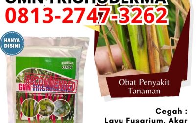 AMPUH! 0813-2747-3262 Supplier Tricoderma Blora, Suplier Tricoderma Harzianum Boyolali, Pusat Trichoderma Harzianum Brebes