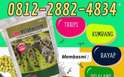 FREE KONSULTASI! 0812-2882-4834, AGEN Insektisida Hayati di Mojokerto, Insektisida Alami Nganjuk, Metarhizium Ngawi