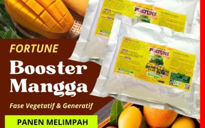 100% ALAMI! 0812-2882-4834, GROSIR Pupuk Booster Mangga Karanganyar