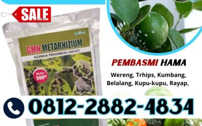 SEDANG DISKON! 0812-2882-4834, JUAL Metarhizium Anisopliae Banyuwangi