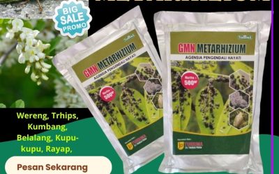 SOLUSI BEBAS HAMA! 0812-2882-4834, PUSAT Metarhizium Bangkalan