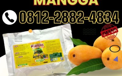 PANEN MELIMPAH! 0812-2882-4834, PUSAT Pupuk Mangga Semarang