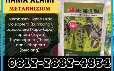 TERBUKTI AMAN! 0812-2882-4834, SUPPLIER Metarhizium Kediri
