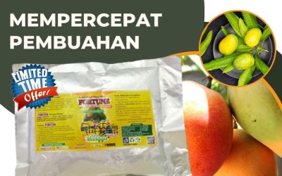 TERBAIK! 0813-2747-3262, DISTRIBUTOR Pupuk Mangga Blora, Pupuk Buah Mangga Boyolali, Pupuk Booster Mangga Brebes