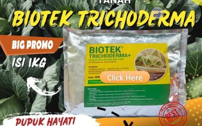 BISA COD! 0813*2747*3262, PUSAT Fungisida Hayati Trichoderma Lebong, Fungisida Tricoderma Muara Aman, Biotek Trichoderma Kepahiang