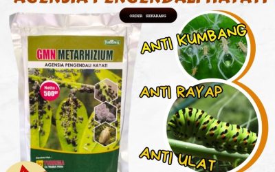 FREE KONSULTASI! 0813-2747-3262, AGEN Insektisida Hayati Benjeng, Insektisida Alami Manyar, Metarhizium Sukowono