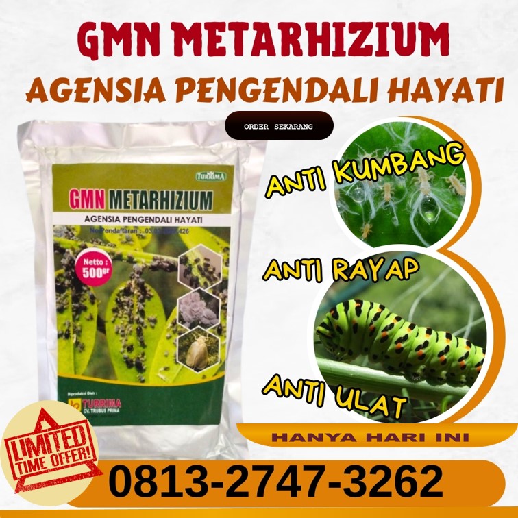 AGEN Insektisida Untuk Cabai Rawit Benjeng, DISTRIBUTOR Insektisida Untuk Sundep Manyar, Insektisida Untuk Serangga Sukowono