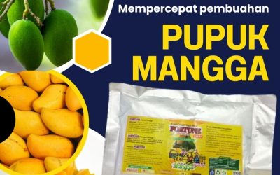 FREE KONSULTASI! 0813-2747-3262, AGEN Booster Mangga Kebumen, Pupuk Mangga Kendal, Pupuk Buah Mangga Klaten