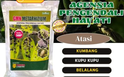 PENGENDALI HAMA! 0813-2747-3262, AGEN Insektisida Hayati Gandusari, Insektisida Alami Baureno, Metarhizium Kanor