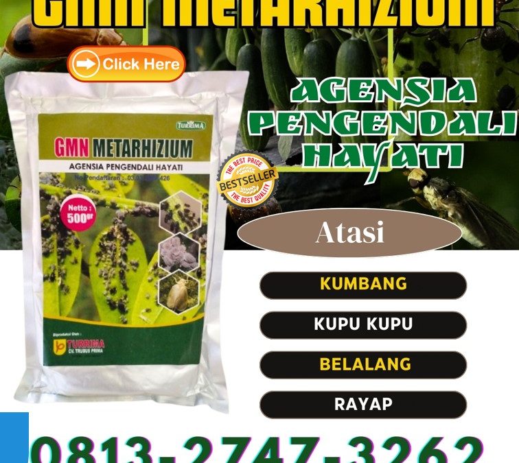 AGEN Insektisida Untuk Kacang Hijau Gandusari, TOKO Insektisida Untuk Wereng Hijau Baureno, Insektisida Untuk Jagung Kanor