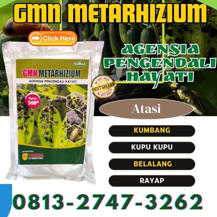 AGEN Insektisida Untuk Kacang Hijau Gandusari, TOKO Insektisida Untuk Wereng Hijau Baureno, Insektisida Untuk Jagung Kanor